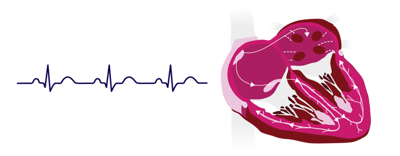 Normal heartbeat illustration