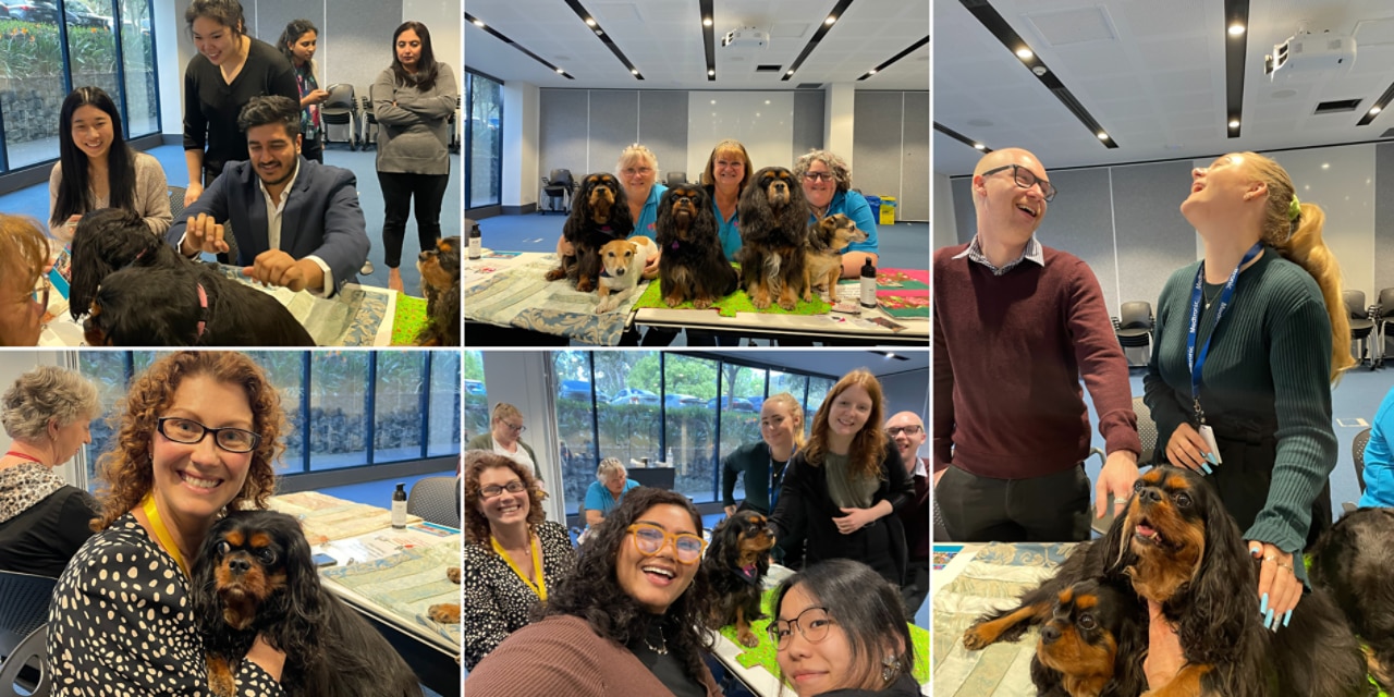 In honour of Mental Health Month, the team collaborated with the Nepean Therapy dogs organisation and invited furry friends to destress employees in the offices